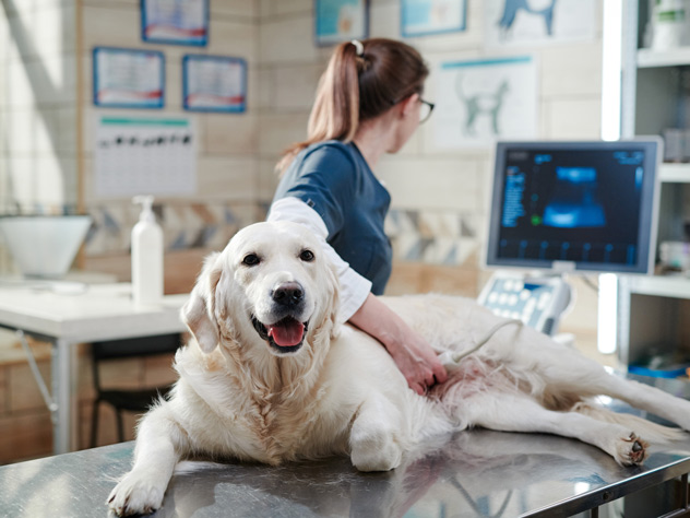 Servicios de sanidad animal